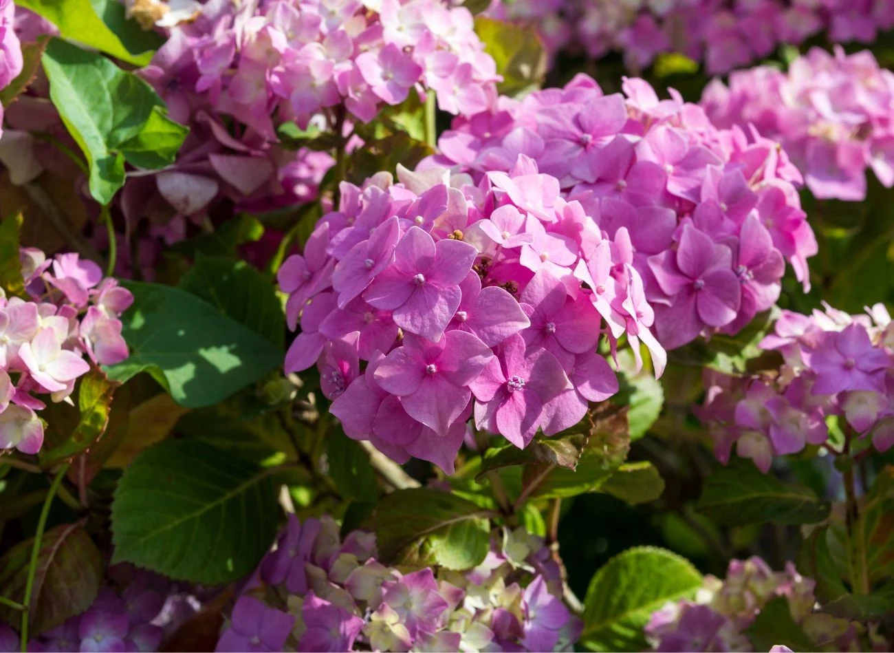 Dobry nawóz do hortensji na jesień, to gwarancja bujnego kwitnienia za rok