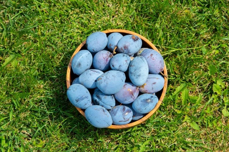 Na zbiór pestek przeznaczmy zdrowe i dojrzałe śliwki