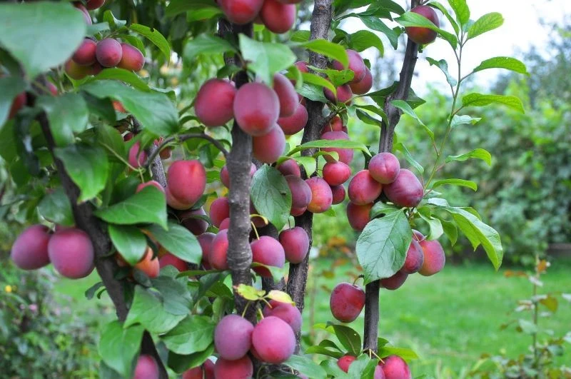 Śliwa z pestki wyda owoce dopiero po kilku latach