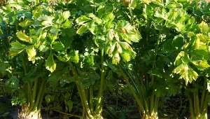 Dlaczego spulchnianie ziemi we wrześniu jest ważne? Lepsza struktura ziemi to skuteczniejsze podlewanie. Ale to nie wszystko.