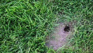 Sprawdź, dlaczego nornic w ogrodzie jest tak dużo.