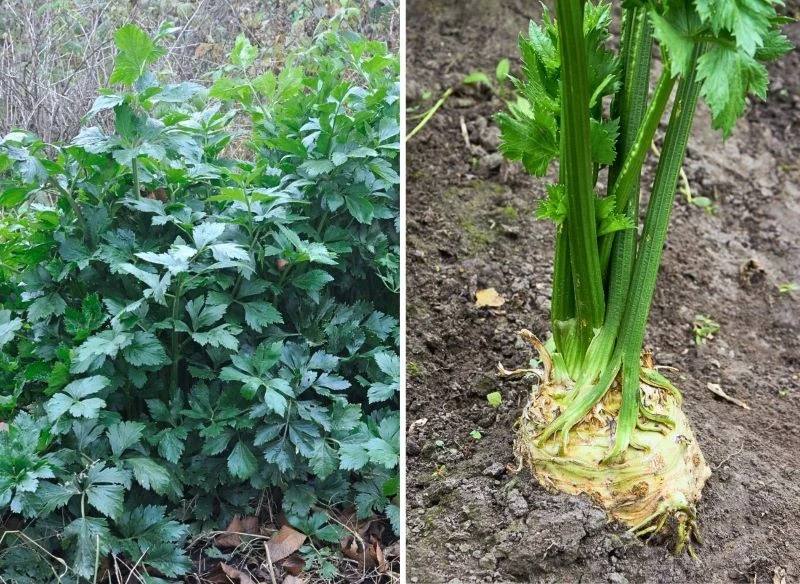 Czysta uprawa pozwala roślinie lepiej się odżywiać