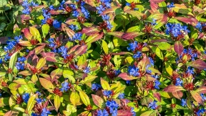 Zawciągowiec zwyczajny wyróżnia się lazurowymi kwiatami oraz liśćmi, które jesienią przebarwiają się na intensywne kolory szkarłatu.