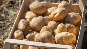 Tak przechowywane ziemniaki będą twarde, jędrne i bez kiełków.