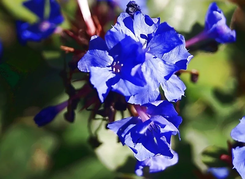 Zawciągowiec zwyczajny zakwita późnym latem, a jego kwiaty utrzymują się aż do przymrozków