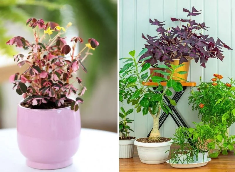 Rodzina szczawików obejmuje setki rozmaitych odmian zarówno okrywowych, jak i doniczkowych