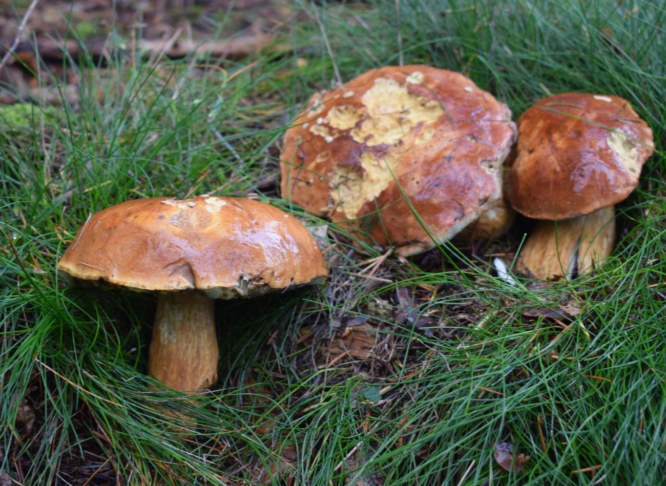 Grzyby hodowane w ogrodzie potrzebują stałego poziomu wilgotności podłoża