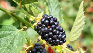 Dlaczego owoce jeżyny bezkolcowej nie oddzielają się od szypułek?