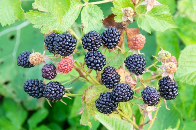 Prawidłowa pielęgnacja ułatwi zbiory jeżyny bezkolcowej