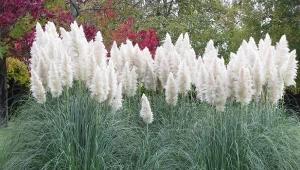 Poznaj najpiękniejsze odmiany trawy pampasowej, które zasługują na szczególne miejsce w każdym ogrodzie.