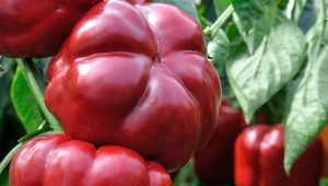 We wrześniu papryka wymaga szczególnej pięlegnacji.