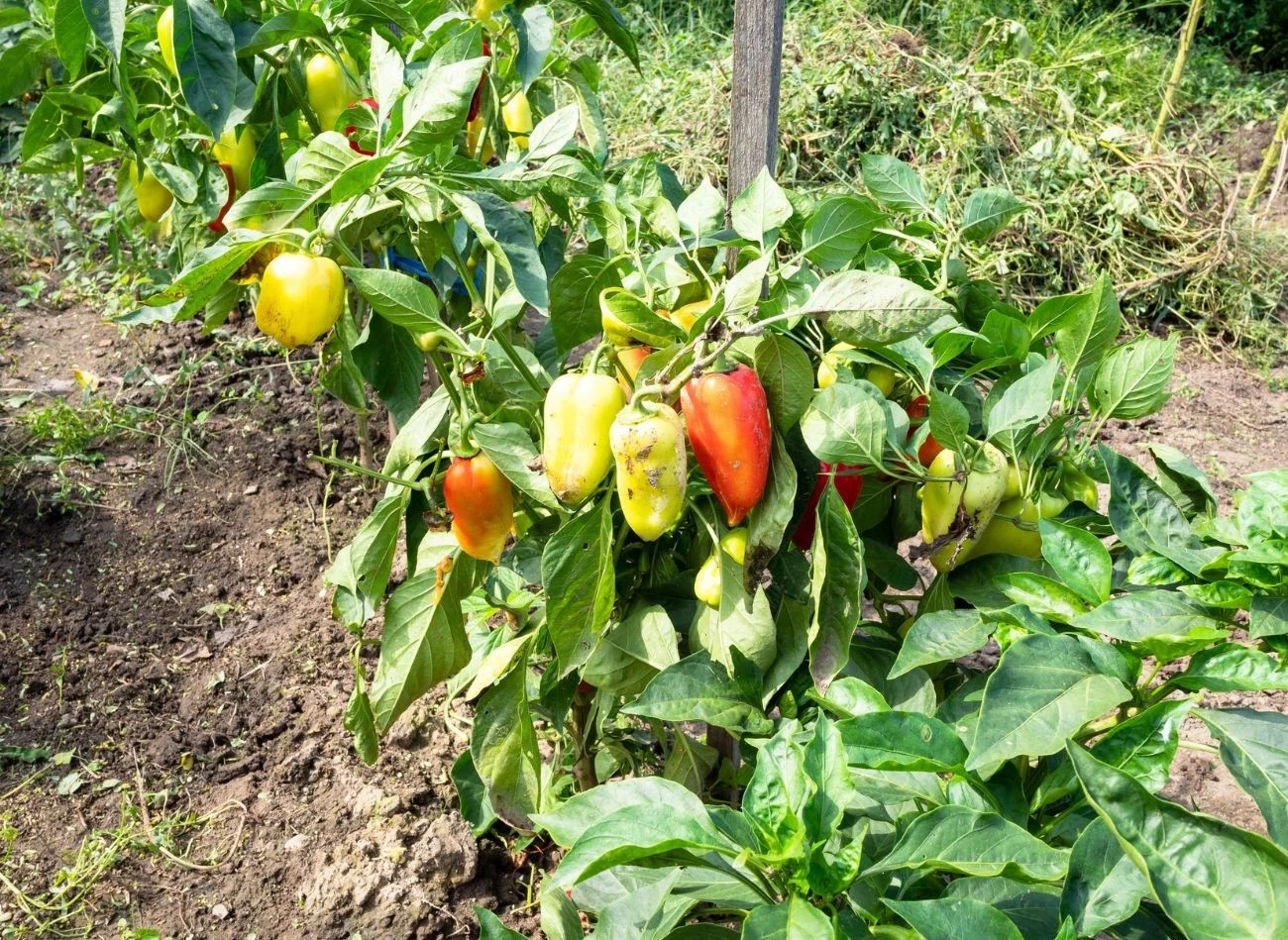 We wrześniu warto podsypać paprykę nawozem