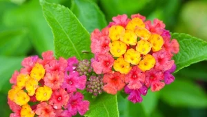 Poznaj ciekawe odmiany lantany i dowiedz się, jak ją uprawiać.