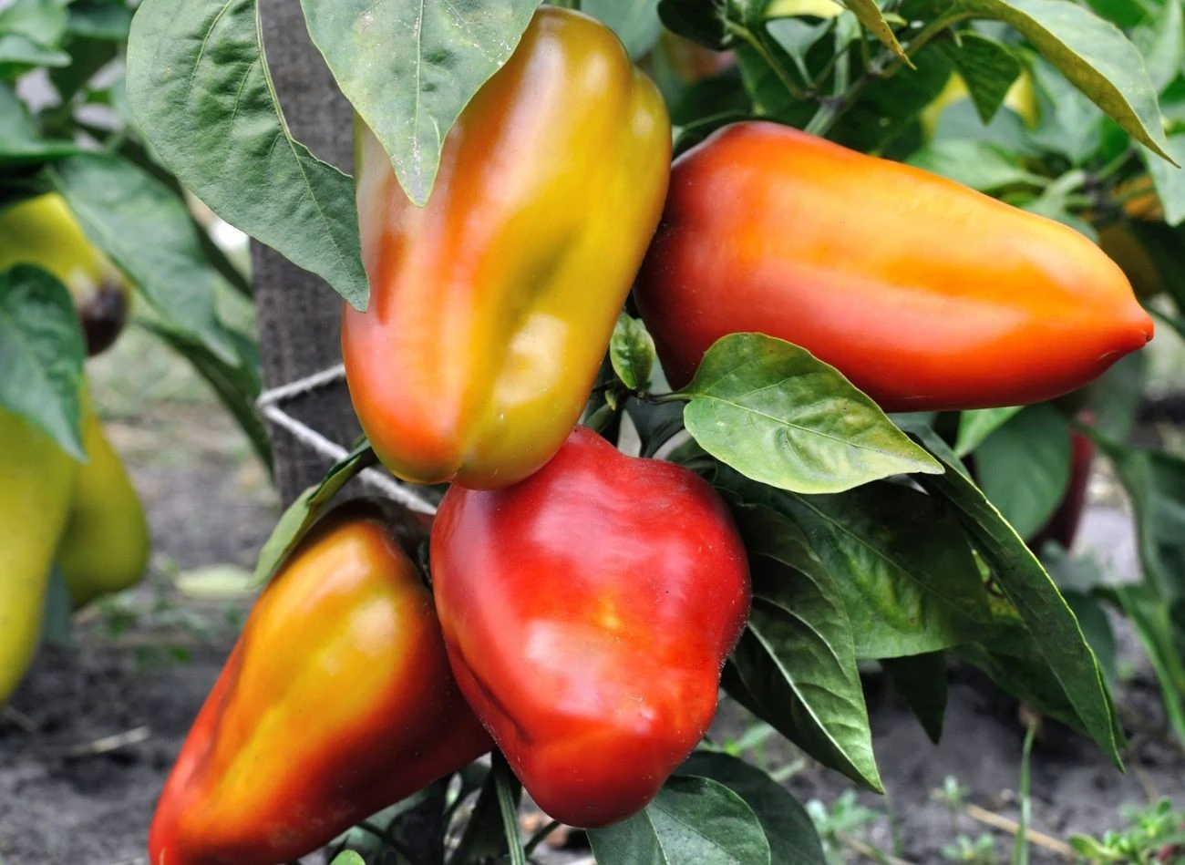 Im papryka bardziej dojrzała, tym kolor ma intensywniejszy