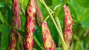 Fasola Jimenez, smaczna i kolorowa odmiana tyczna to ciekawa dekoracja, a przy tym prawdziwy, letni przysmak.