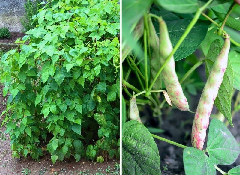 Fasola tyczna Jimenez doskonale rośnie, gdy zostanie podparta i poprowadzona w górę