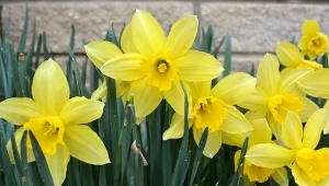 Sprawdź, jaki jest najlepszy termin sadzenia narcyzów w ogrodzie.