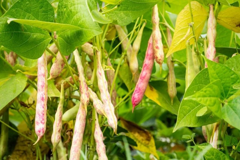 Fasola dojrzewa stopniowo, dzięki czemu zbiorami możesz cieszyć się przez 2 pełne miesiące