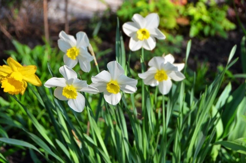 Narcyzy występują w tysiącach barwnych odmian