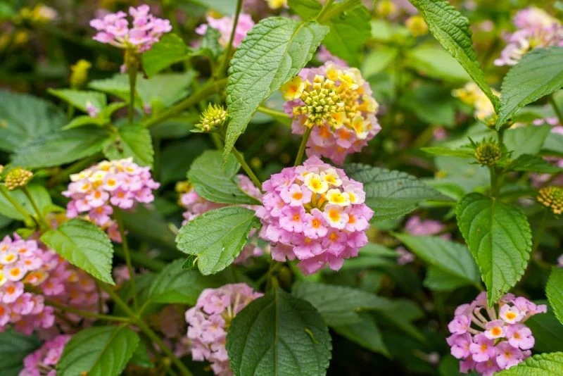 Lantana potrzebuje słonecznego stanowiska