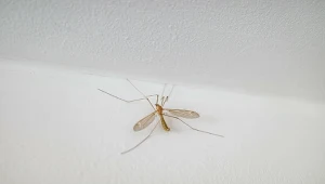 Koziułka przypomina gigantycznego komara. Sprawdź, czy jest groźna./East News