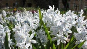 Puszkinia cebulicowata to prawdziwy zwiastun wiosny, gdyż kwitnie w marcu i kwietniu.