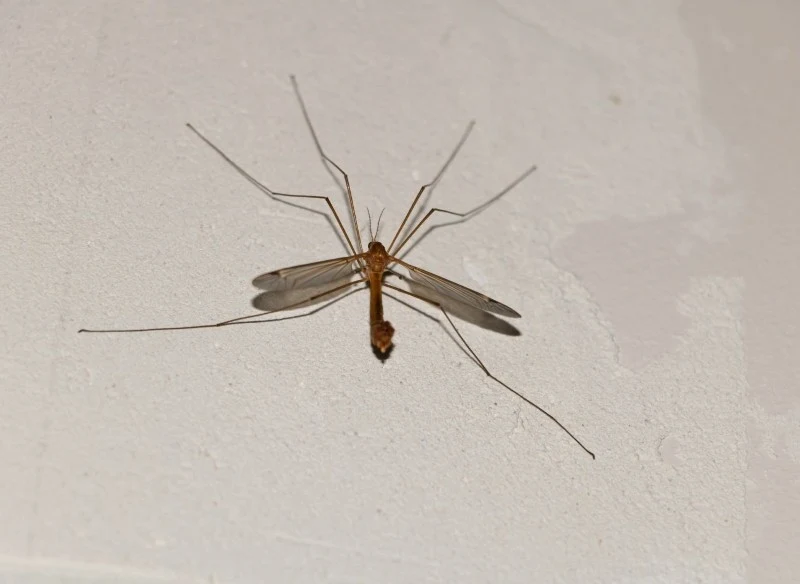 Koziułki dla ludzi nie stanowią żadnego zagrożenia