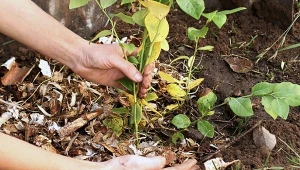 Zastanawiasz się, czego potrzebuje borówka we wrześniu? Trzy zabiegi są kluczowe, w tym roku wykonaj je szybciej niż zwykle.