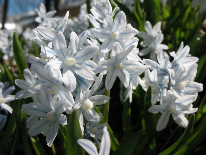 Kwiaty puszkinii mają delikatne niebieskie paski na środku każdego płatka