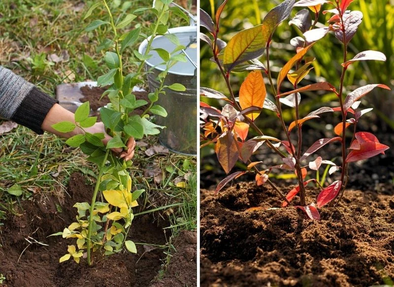 Podsypywanie borówek torfem jesienią jest zalecane zarówno u dopiero posadzonych krzaczków, jak i starszych okazów