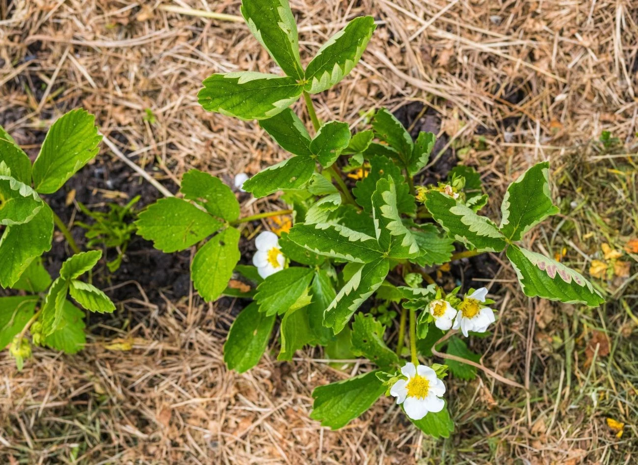 Ściółkowanie słoma wyjątkowo dobrze sprawdza się przy uprawie truskawek