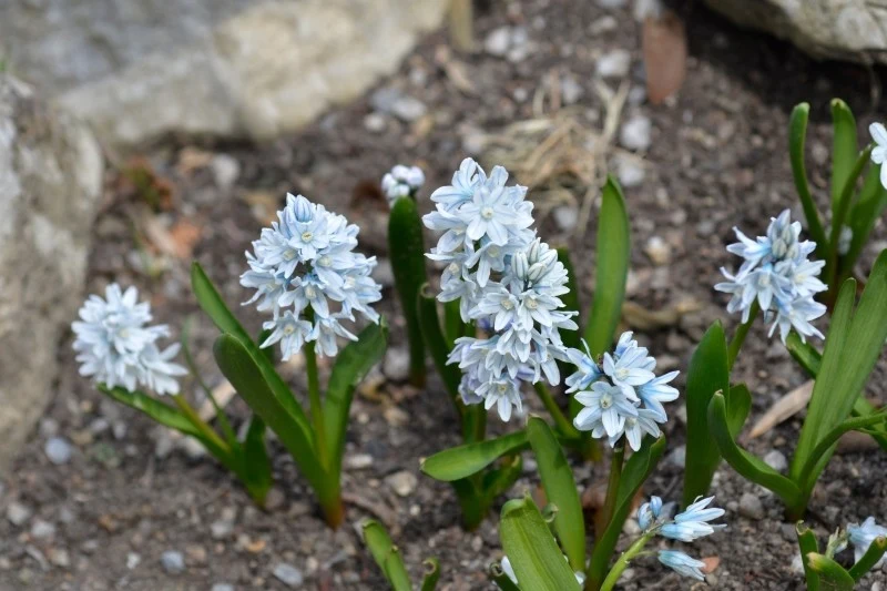 Puszkinie cebulicowate są roślinami mrozoodpornymi