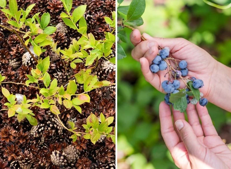 Przygotowując krzaczki na zimę, dodatkowo dbasz o ich kondycję na wiosnę