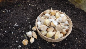 Sprawdź, jak przygotować zagon pod sadzenie czosnku ozimego.