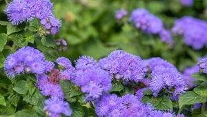 Co zrobić, żeby żeniszek długo kwitł? Koniecznie zadbaj o kilka rzeczy.