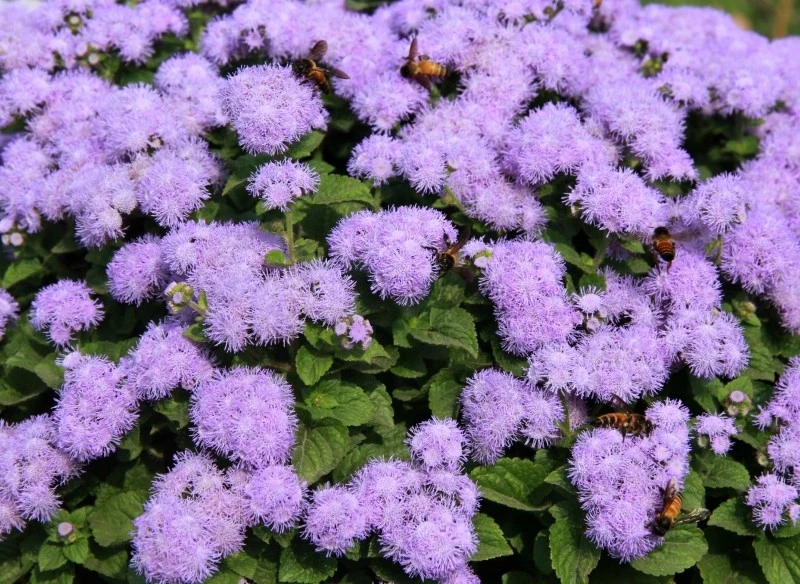 Żeniszek meksykański lubi słoneczne stanowiska oraz żyzne, przepuszczalne i stale lekko wilgotne podłoże