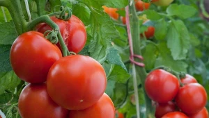 Uprawa pomidorów we wrześniu wchodzi w decydująca fazę. Jak trzeba o nie zadbać w tym okresie?