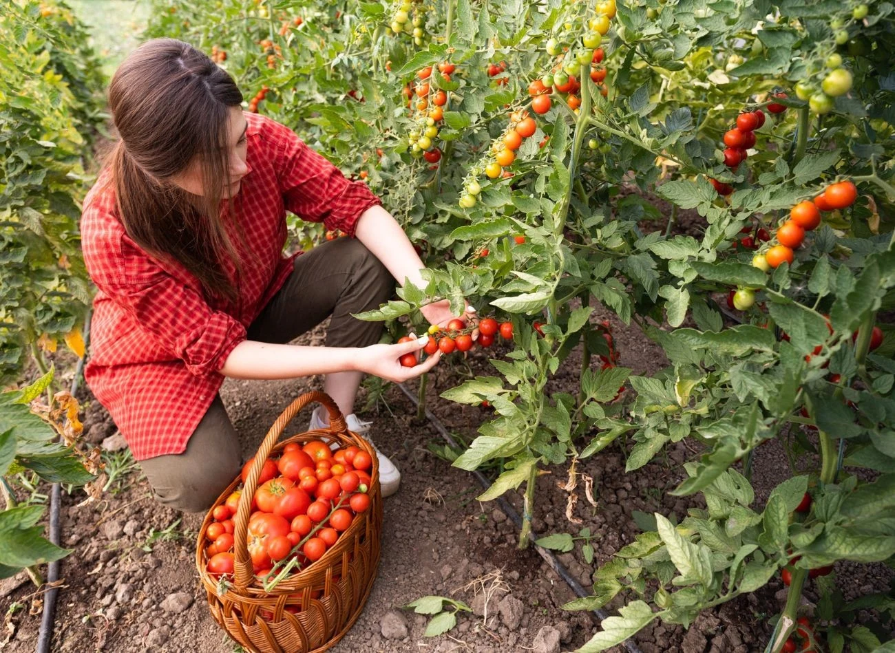 We wrześniu trzeba zmniejszyć częstotliwość podlewania pomidorów