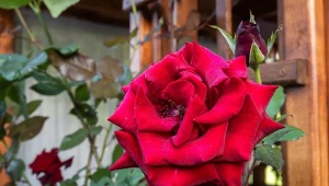 Dlaczego róże mają długie pędy?