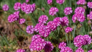 Zawciąg nadmorski (Armeria maritima) warto posadzić na skalniaku.