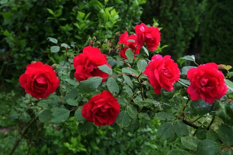 Długie pędy róż warto wygiąć w łuk, dzięki czemu wypuszczą boczne przyrosty