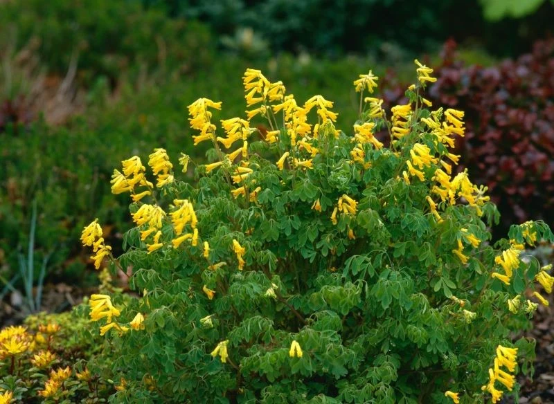 Kokorycz żółta (Corydalis lutea) sprawdzi się na jesiennym skalniaku