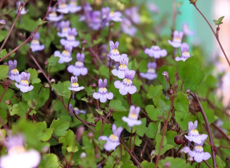 Na skalniaku możemy posadzić cymbalarię bluszczykowatą (Cymbalaria muralis)