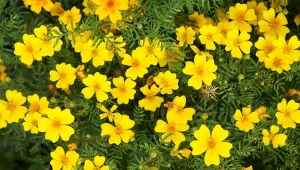 Aksamitka wąskolistna jest ceniona za piękne, jaskrawe kwiaty, które utrzymują się aż do przymrozków.