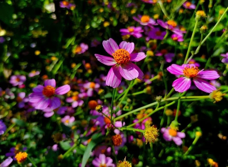 Nachyłek różowy (Coreopsis rosea)