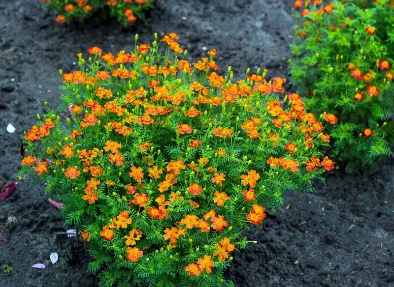 Aksamitki wąskolistne odstraszają mrówki, mszyce, nicienie, a nawet krety