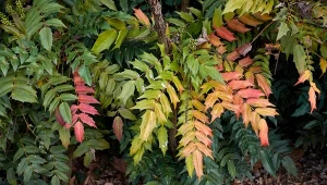 Wrzesień to najlepszy czas na posadzenie żywopłotu.  Magonia jest jedną z roślin, która szybko się przyjmie.