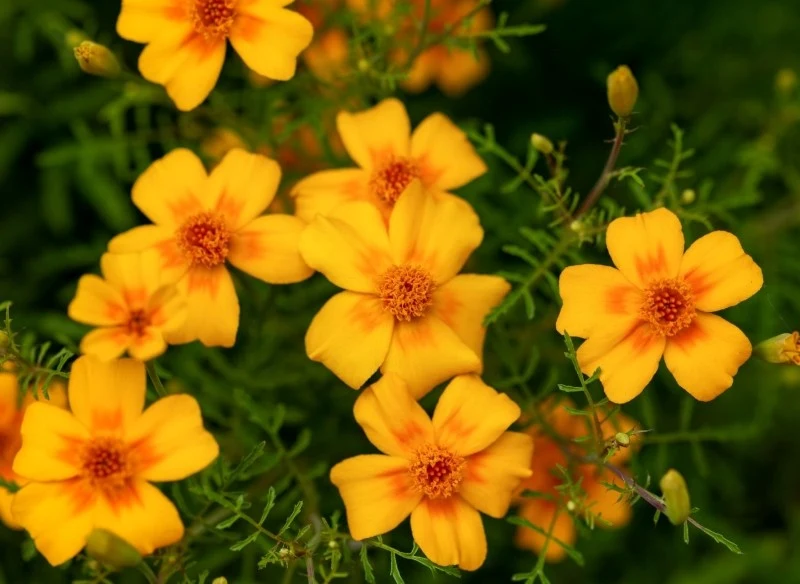 Aksamitki wąskolistne nie wymagają szczególnej pielęgnacji