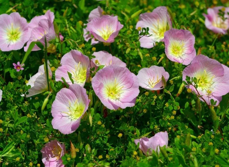 Wiesiołek okazały (Oenothera speciosa)