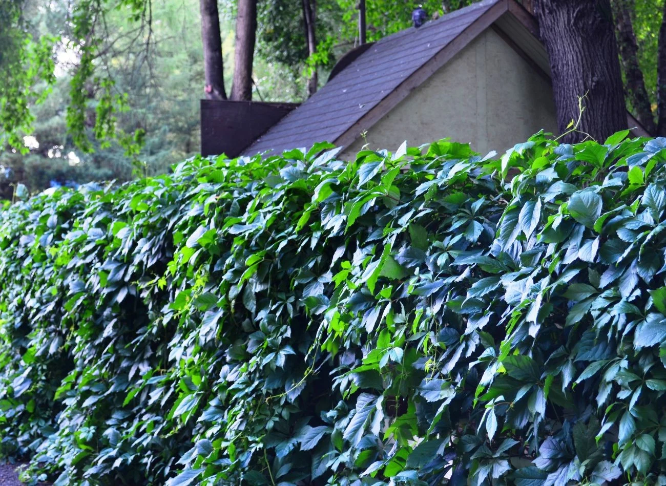 Żywopłot liściasty, np